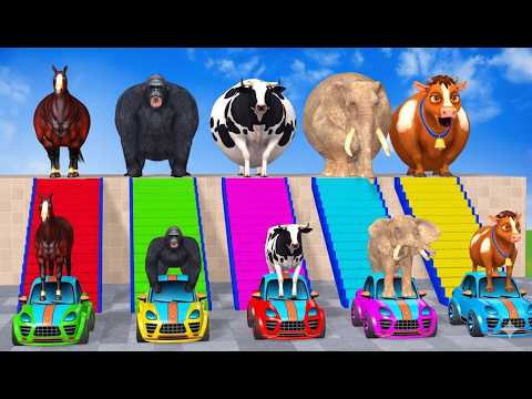 Long Slide Game With Elephant Gorilla Buffalo Hippopotamus Tiger Compilation