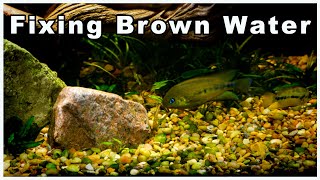 What to Do When Your Aquarium Water Turns Brown After Adding Driftwood | Will It Hurt Your Fish?