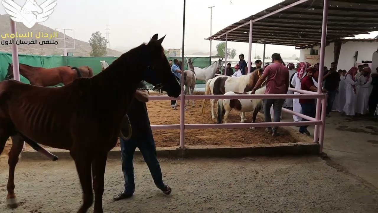 حراج الخيل بالطائف للخيل 26 7 2022