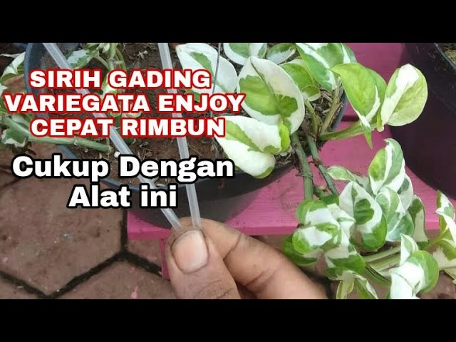 Cara Cepat Merimbunkan Sirih Gading Variegata Enjoy _ Kebun Langit class=