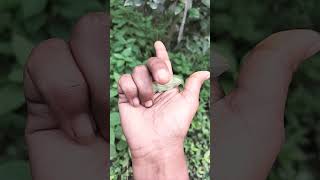 #funny #campfire #comedy #beetle #nature #beautifulinsects #p1282 #ladybug #wildlife #Hf11119hands ✊