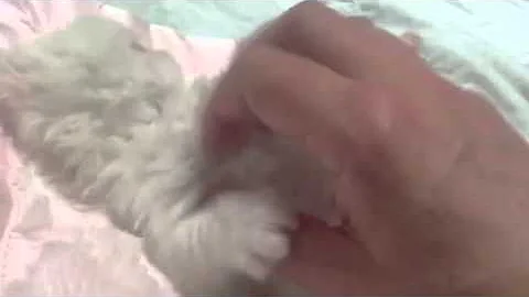 Watch the video about Fluffy Charm cream point Himalayan kitten 3 weeks old