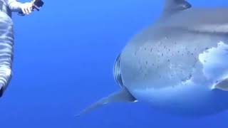 Information liveleak com big shark fish up close Update