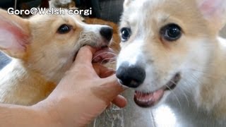 20130824 Part 1 cute corgi puppies / コーギー子犬