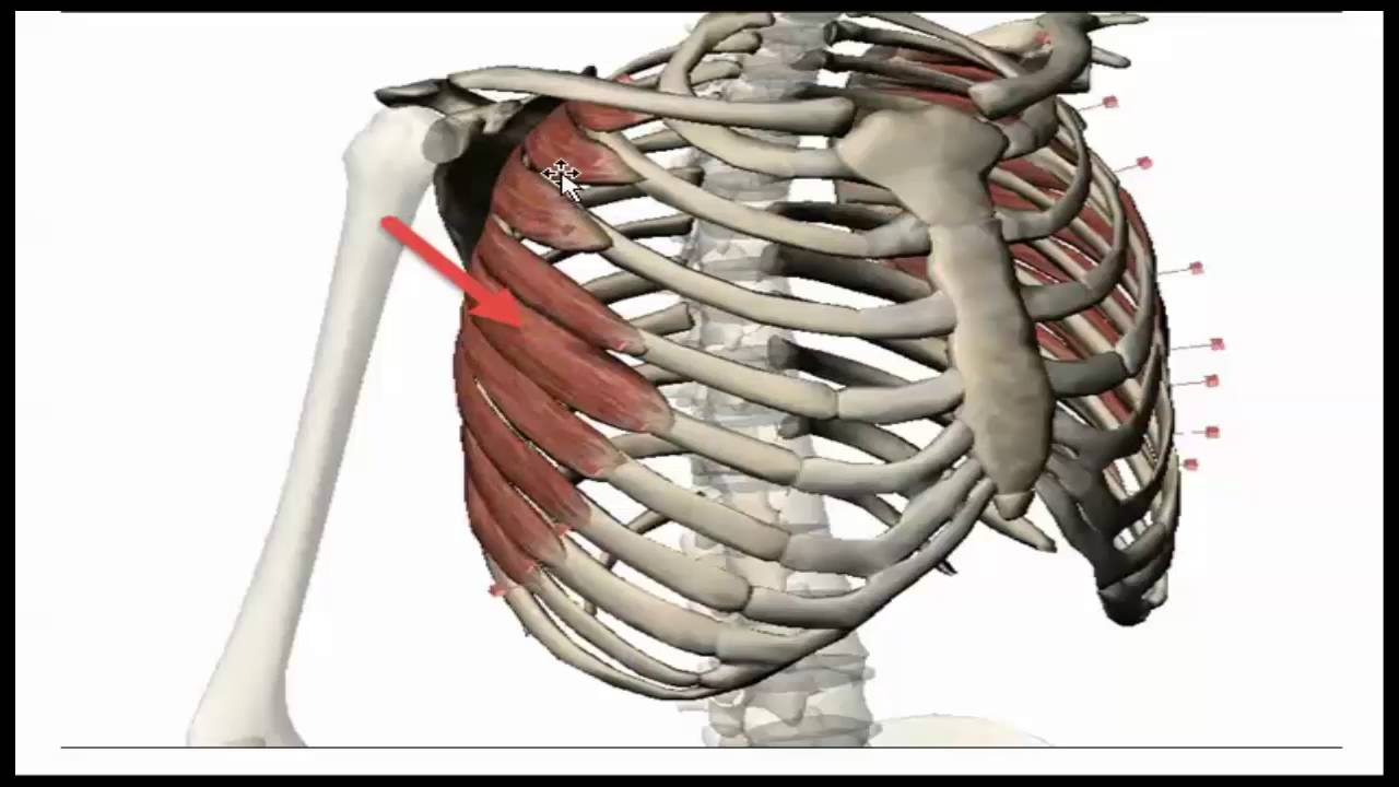Muscles Of The Shoulder And The Axilla Youtube