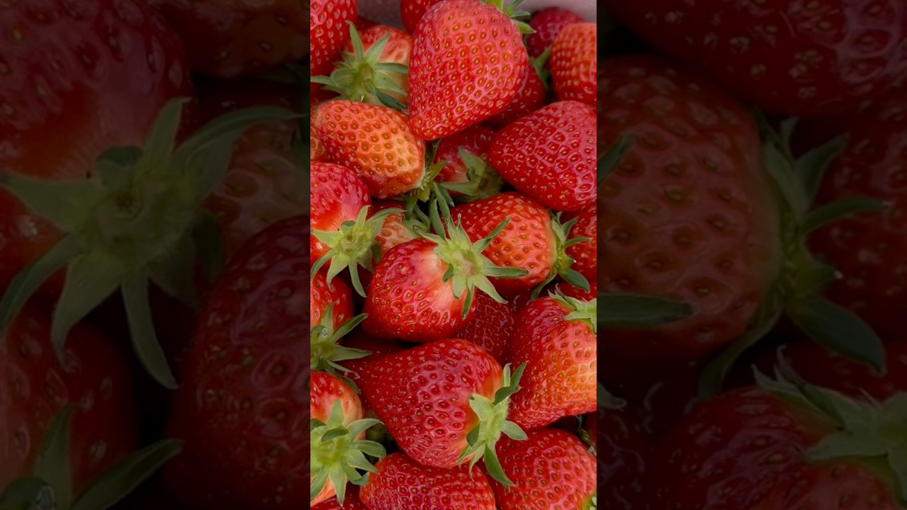 여주 드리팜 딸기농장 🍓