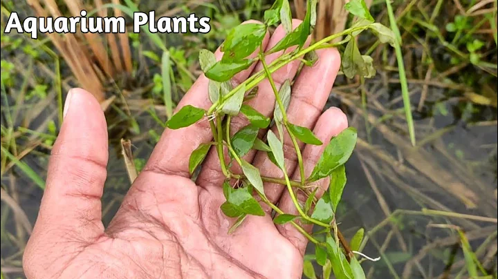 Collecting Native Aquarium Plants | Wild Aquarium Plants India| CrazyF India