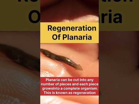 regeneration of planaria