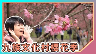 Nantou Attractions: 2022 Cherry Blossom Season in Formosan Aboriginal Culture Village