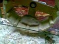 Nhóc Hamster đáng yêu của tui nek`.3gp
