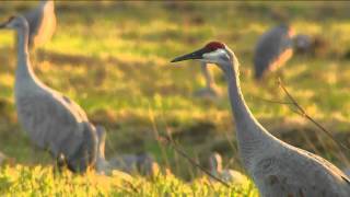 Sandhill Cranes | The Weekly Special