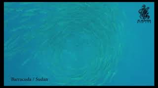 mix underwater video in Hurghada & Sudan