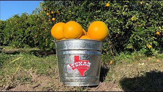 The Texas Bucket List - Granny Clares Citrus in Harlingen