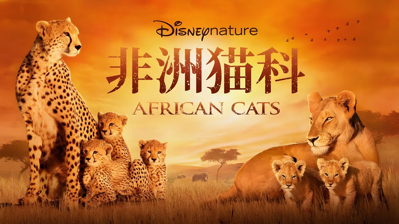 "African Cats" Episode 03: Leopard Prince returns, Sausage Tree Lions reunite《非洲猫科动物》03集