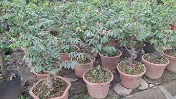 Bán cây khế chua bonsai gốc rễ bệ đẹp 0977973535