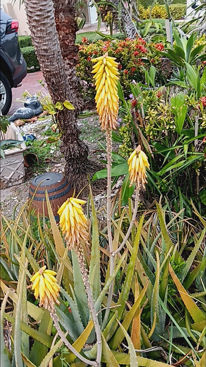 Aloe Vera with yellow flowers, aloe vera #aloevera