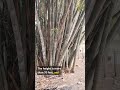 World’s Biggest Bamboo Species in Dhadgaon | Must-Watch Natural Wonder! #bambooforests #bamboo