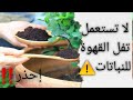 احذر في استعمال تلوة القهوة للنباتات       