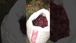 গ্রামের নাম ঔষধি গ্রাম, পাওয়া যায় সব ধরনের ঔষধি গাছ #herbal #village #somoytv #shorts screenshot 5