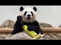 待って..今日も朝からかわいいが止まらない😍 検疫中の良浜 彩浜 結浜 楓浜🐼 アドベンチャーワールド ジャイアントパンダ