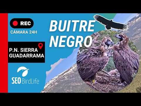 Sierra de Guadarrama National Park Black Vulture Nest