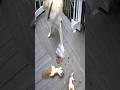 ?? What on earth is going on here?(funny) #funny #pets #animals #dog