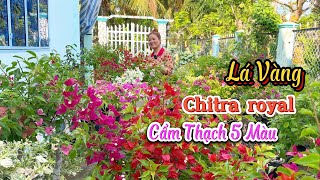 Hoa giấy nhiều loại Lá Vàng, Cẩm Thạch 5 Màu, Chitra royal..👉08/05☎️ 0979.563.401 Ngọc Hồ