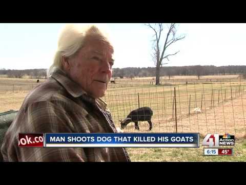 Woman cited after loose dogs kill goat in Smithville
