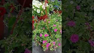 Цветы В Подвесном Кашпо #Дача #Сад #Цветы #Кашпо #Красота #Идеи #Длясада #Flowers #Garden