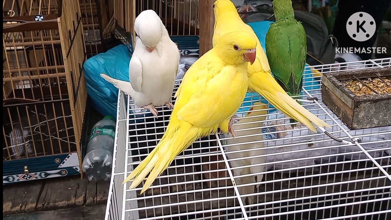 FEIRA DE CAXIAS VC ENCONTRA QUALQUER AVĖS E BICHOS.