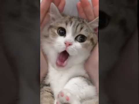 Kucing Bisa Nyanyi