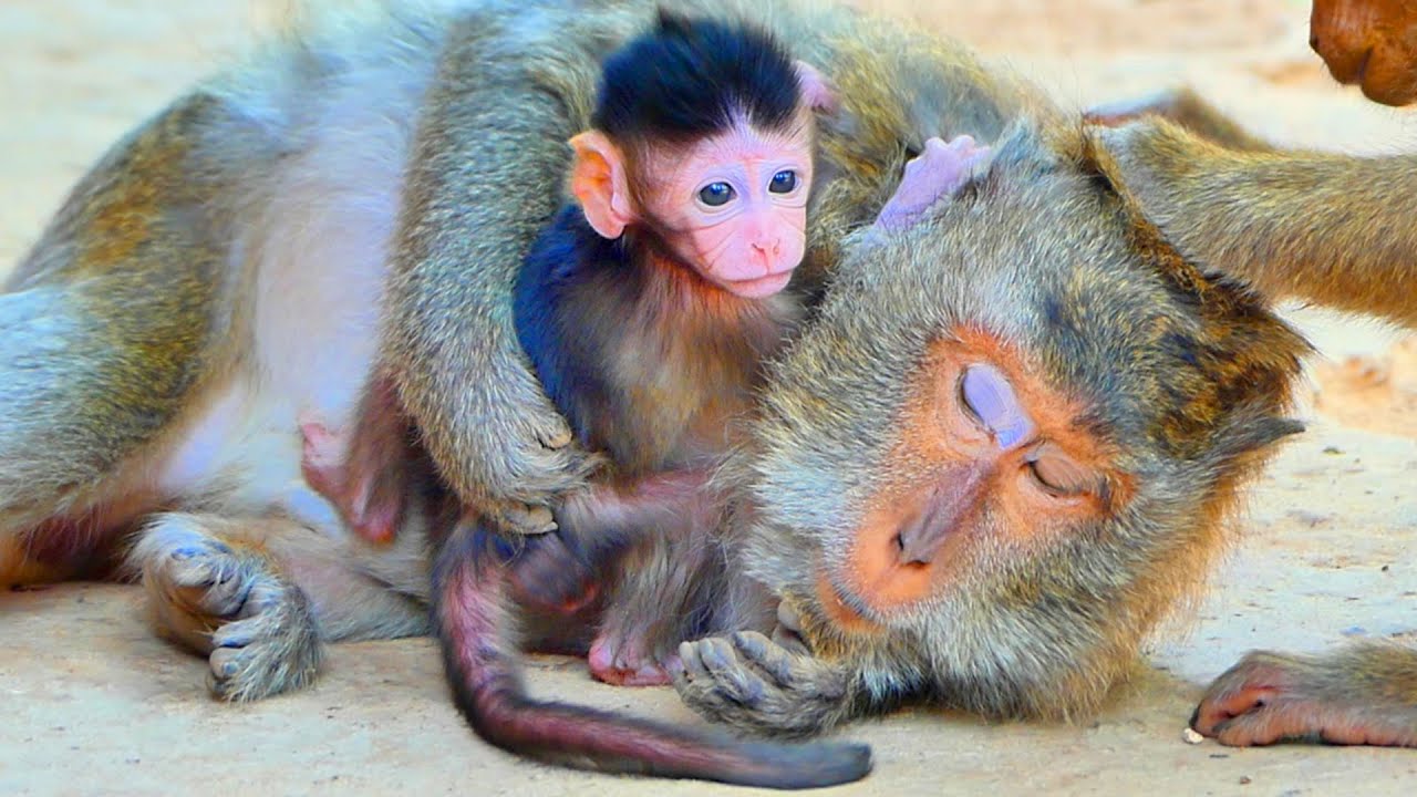 Primate monkey.../Baby unknown his mother tired.../Natural life baby.../Nice clip