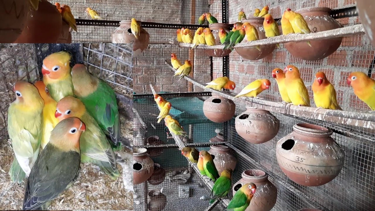 African lovebird colony breeding progress by Gulrez Usmani | लवबर्ड प्रोग्रेस