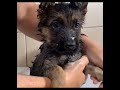 About Face--A Dog Story