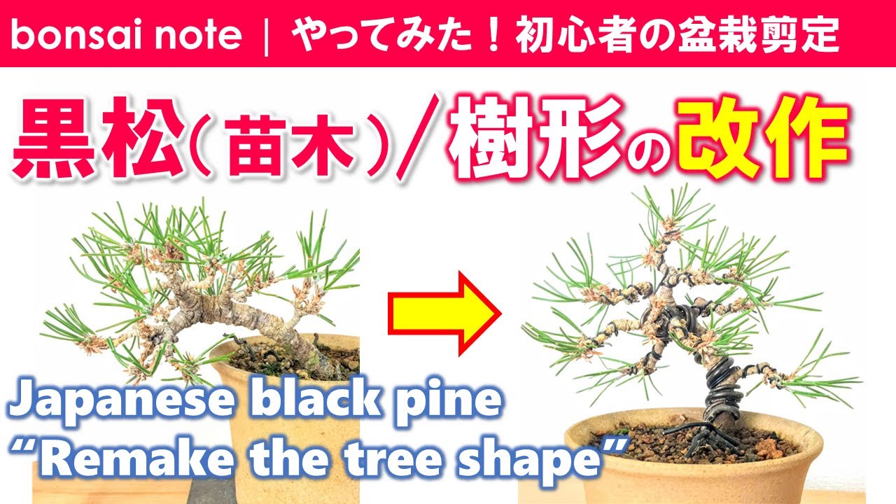 Japanese black pine “Remake the tree shape” 1.2021 [bonsai] - YouTube
