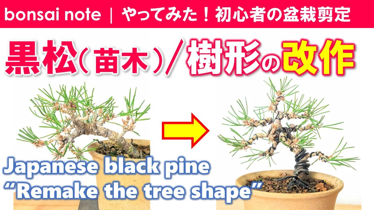 苗木で作る 黒松盆栽の樹形改作 半懸崖から模様木へ 21 2 Japanese Black Pine Remake The Tree Shape Bonsai Youtube