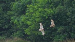 Short-eared Owls - Revierstreit