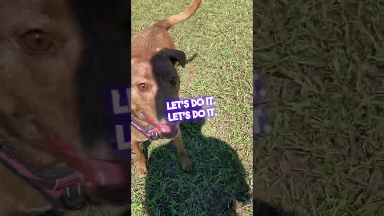 4-year old Karma was surrendered after her owner passed away. Will yours be her next FURever home?