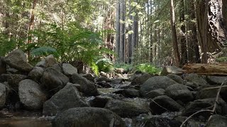 Removing a Dam, Restoring a Watershed