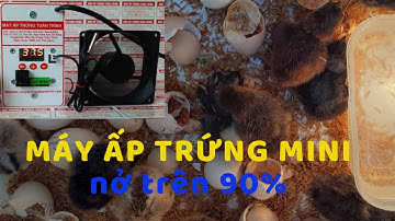 Máy ấp trứng mini, Dễ sử dụng, Tỷ lệ nở cao trên 90%