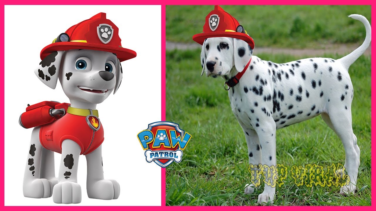 PAW PATROL Characters That Exist In Real Life TupViral YouTube