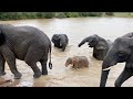 💦💦 Elephants 🐘🐘 swimming happily in the rain💦💦