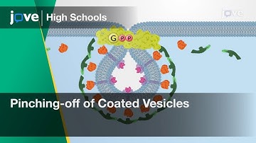 Pinching-off of Coated Vesicles | Cell Bio | Video Textbooks - Preview