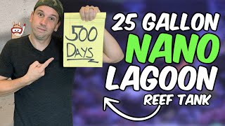25 Gallon Nano Reef Tank 500 Day Update - The Llama’s Lagoon