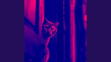 Sunny Moods for Lazy Cat Days