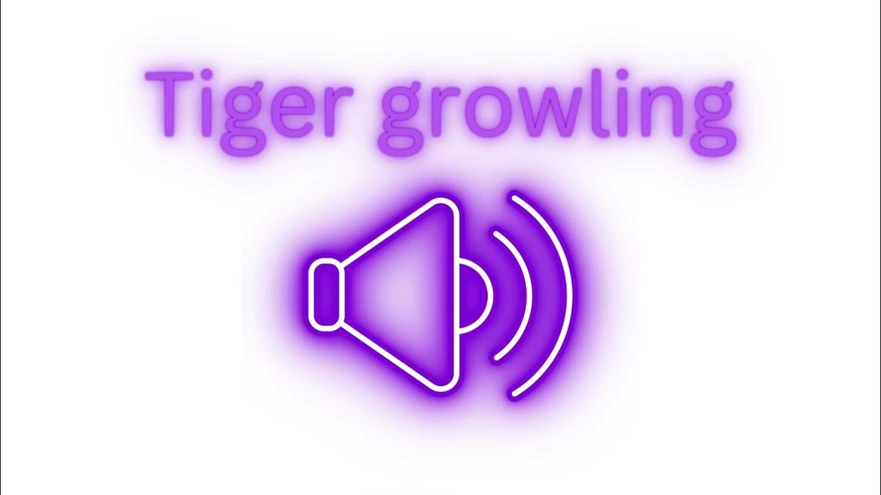 Tiger Growling Sound Effects YouTube tiger-growling-sound-effects-youtube