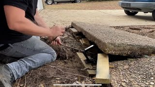 Tirelessly removing roots under concrete sidewalk. ROOTS LIFTING CONCRETE