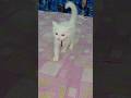 Cat Baby Meow Voice#catmeow #catvoice #catcomedy #cat #catfunny #shortsfeed #cute #explore #catbaby