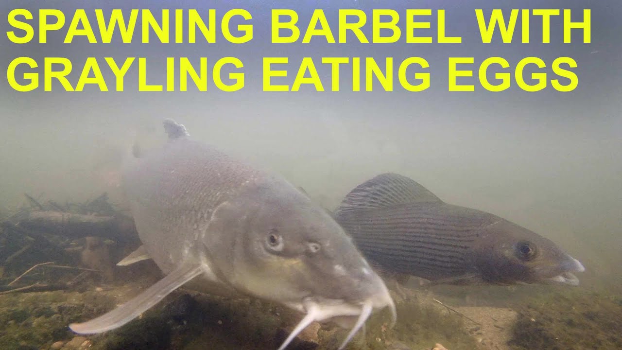 Grayling Eating Barbel Eggs YouTube