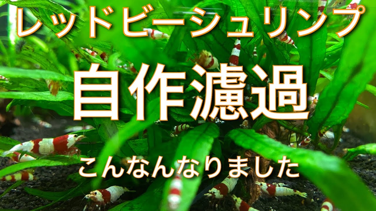レッドビーシュリンプ 自作濾過こんなんなりました Youtube